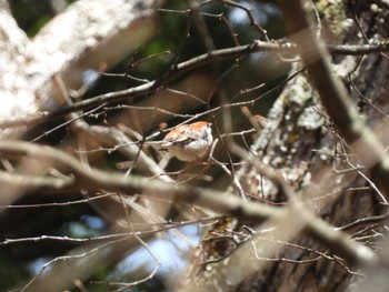 Russet Sparrow Senjogahara Marshland Thu, 5/2/2024
