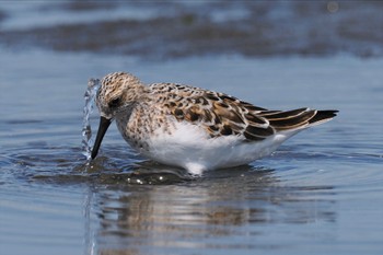 ミユビシギ ふなばし三番瀬海浜公園 2024年4月28日(日)