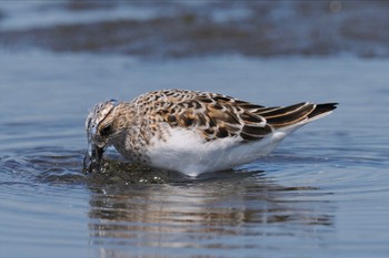 Sanderling Sambanze Tideland Sun, 4/28/2024