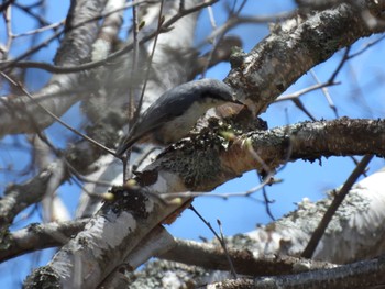 Eurasian Nuthatch Senjogahara Marshland Thu, 5/2/2024