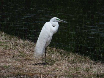 Great Egret 春日部市 Thu, 5/2/2024