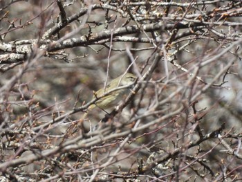 Japanese Bush Warbler Senjogahara Marshland Thu, 5/2/2024