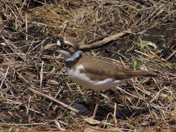 Little Ringed Plover 春日部市 Thu, 5/2/2024