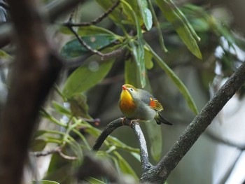 Red-billed Leiothrix 湯ノ湖 Wed, 5/1/2024