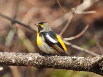 Narcissus Flycatcher Senjogahara Marshland Thu, 5/2/2024