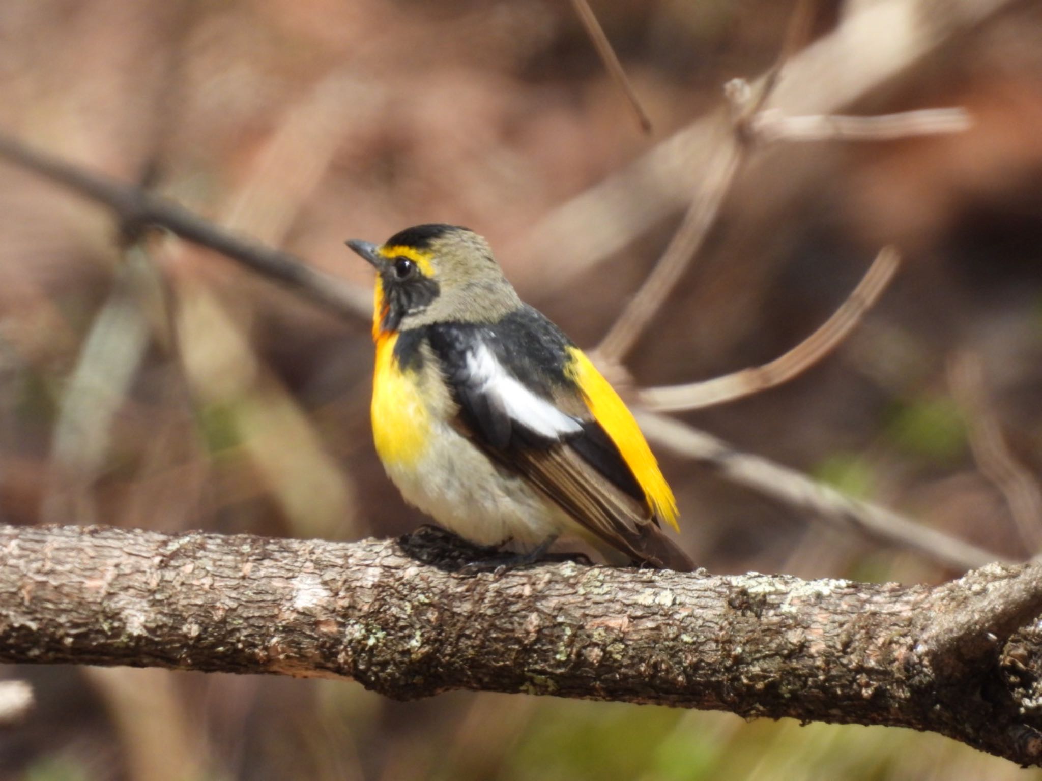 Photo of Narcissus Flycatcher at Senjogahara Marshland by たけぽん