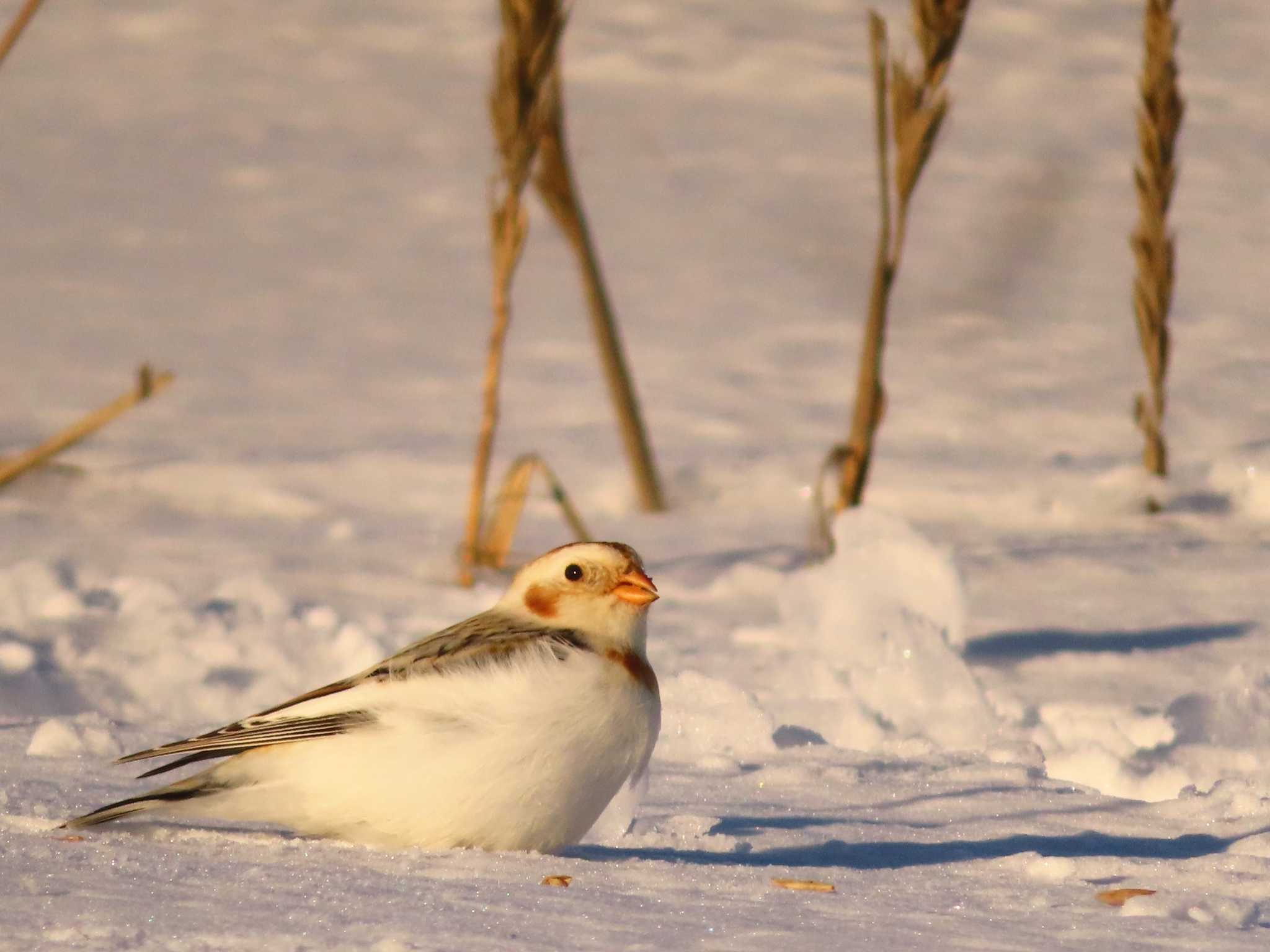 Snow Bunting