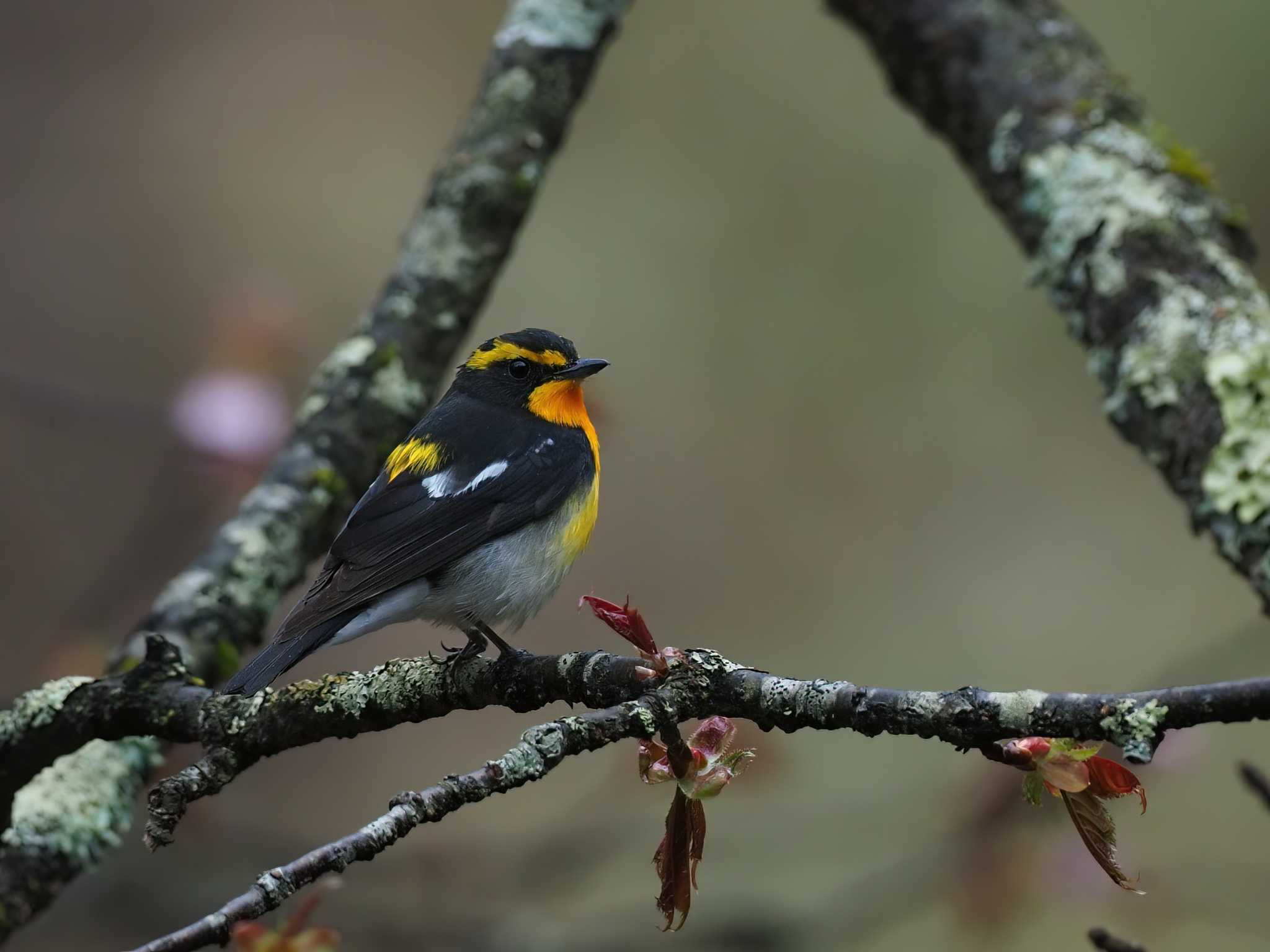 Photo of Narcissus Flycatcher at Senjogahara Marshland by Siva_River