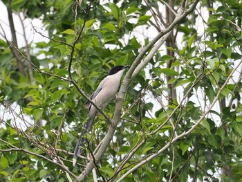 Azure-winged Magpie Maioka Park Thu, 5/2/2024