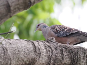 Oriental Turtle Dove Kodomo Shizen Park Thu, 5/2/2024