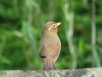 ガビチョウ こども自然公園 (大池公園/横浜市) 2024年5月2日(木)