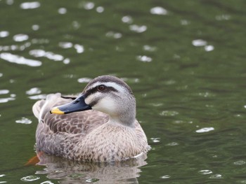 Eastern Spot-billed Duck Kodomo Shizen Park Thu, 5/2/2024