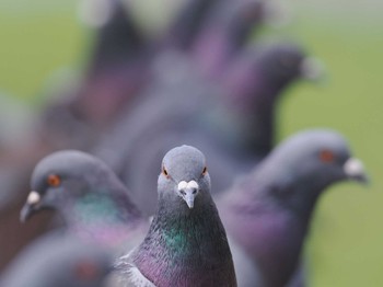 Rock Dove Kodomo Shizen Park Thu, 5/2/2024