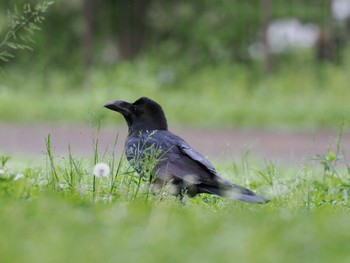 Large-billed Crow Kodomo Shizen Park Thu, 5/2/2024