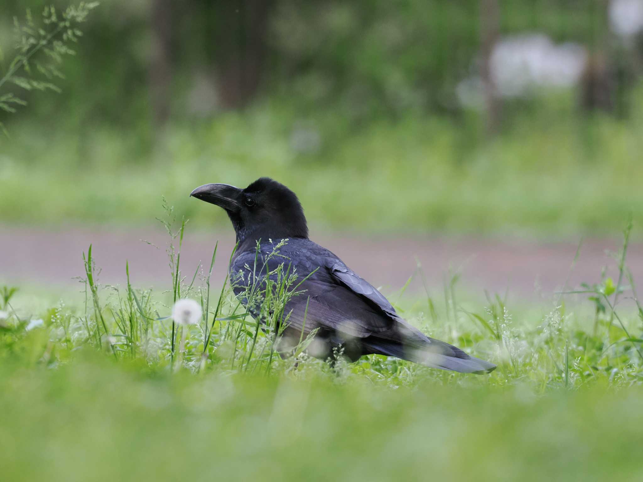 Photo of Large-billed Crow at Kodomo Shizen Park by sario
