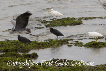 Pacific Reef Heron Ishigaki Island Wed, 1/2/2019