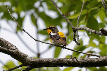 Narcissus Flycatcher 京都府 Thu, 5/2/2024