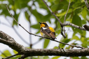 Narcissus Flycatcher 京都府 Thu, 5/2/2024