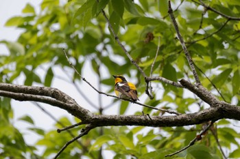 Narcissus Flycatcher 京都府 Thu, 5/2/2024