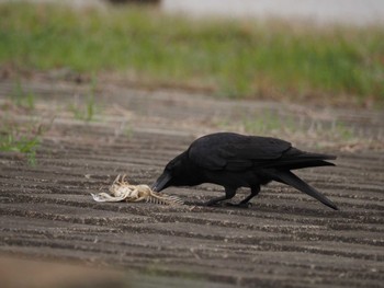 Carrion Crow Unknown Spots Thu, 4/18/2024