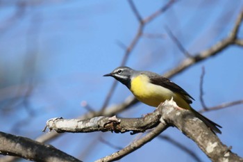 Grey Wagtail 長野県南佐久郡 Sun, 4/28/2024