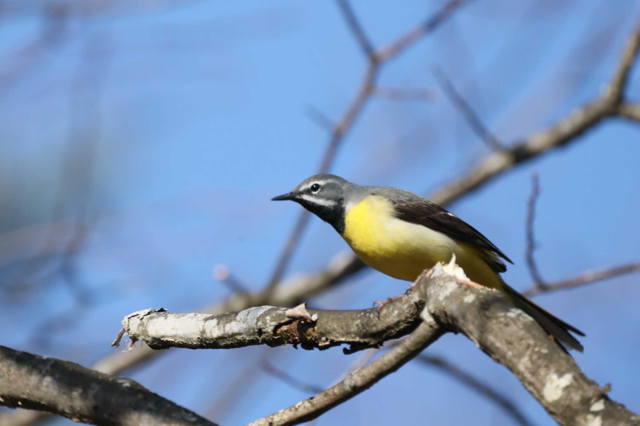 Grey Wagtail