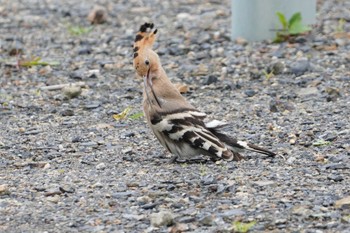 Eurasian Hoopoe Amami Island(General) Wed, 3/27/2024