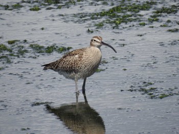 Eurasian Whimbrel Yatsu-higata Thu, 5/2/2024