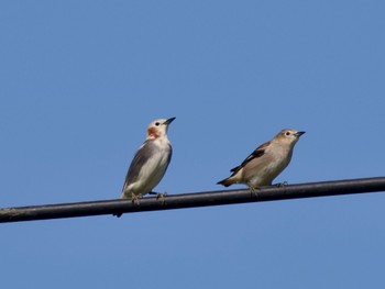 Chestnut-cheeked Starling 神奈川県 Thu, 5/2/2024