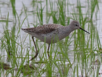 Marsh Sandpiper Mishima Island Mon, 4/29/2024