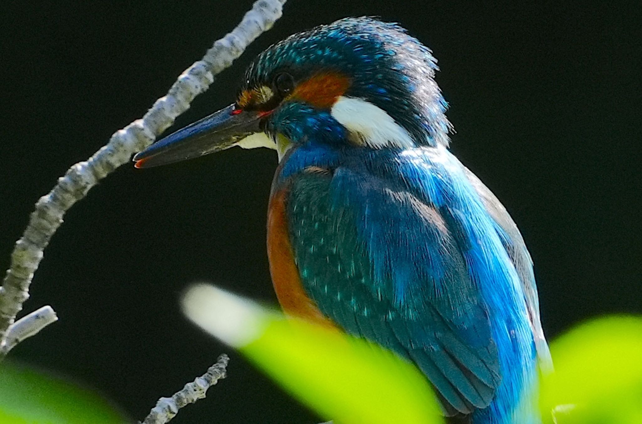 Photo of Common Kingfisher at 天王寺公園(大阪市) by アルキュオン