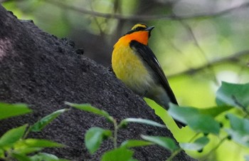 2024年5月2日(木) 天王寺公園(大阪市)の野鳥観察記録