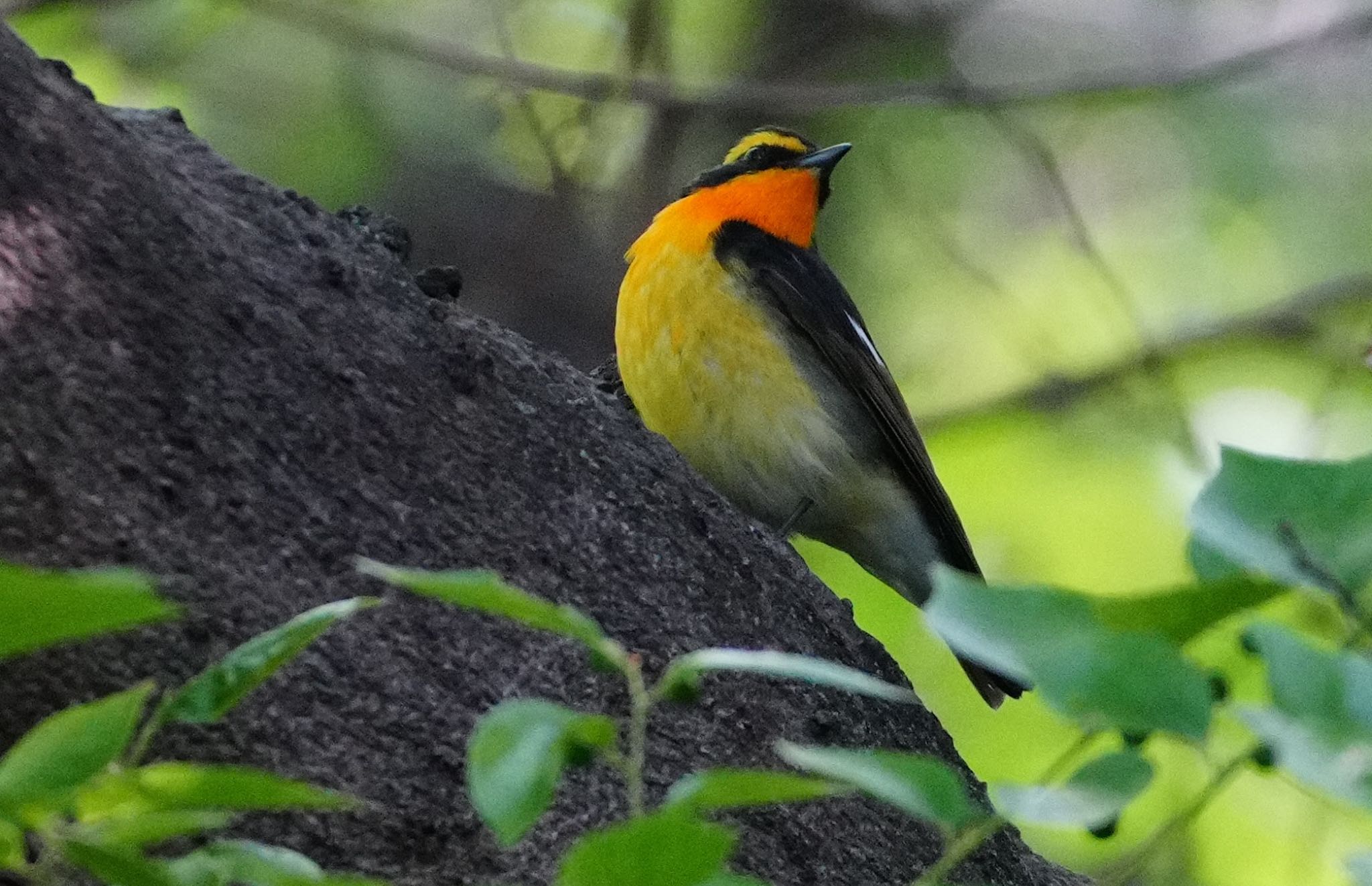 Photo of Narcissus Flycatcher at 天王寺公園(大阪市) by アルキュオン