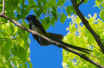 2024年5月2日(木) 大阪城公園の野鳥観察記録