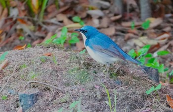 Siberian Blue Robin Osaka castle park Thu, 5/2/2024