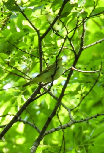 Eastern Crowned Warbler Akigase Park Thu, 5/2/2024