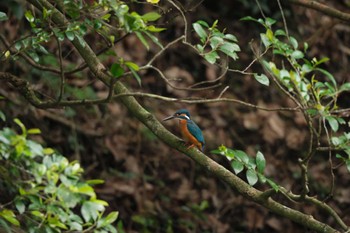 Common Kingfisher 愛鷹広域公園 Thu, 5/2/2024