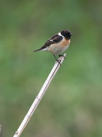 Amur Stonechat 長崎県 Thu, 4/11/2024