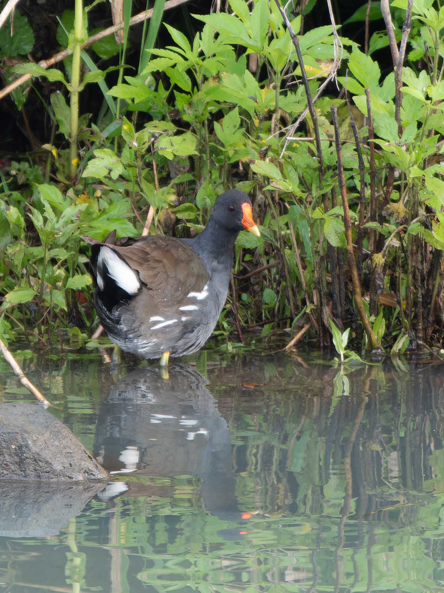 Photo of Common Moorhen at 長崎県 by ここは長崎