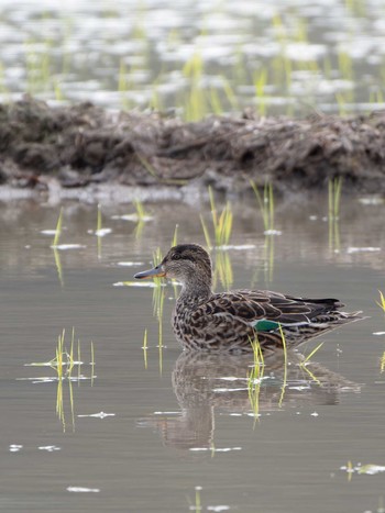 Eurasian Teal 長崎県 Tue, 4/16/2024