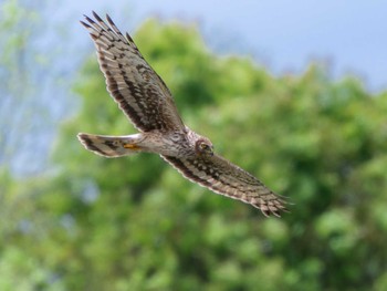 Hen Harrier 長崎県 Tue, 4/16/2024