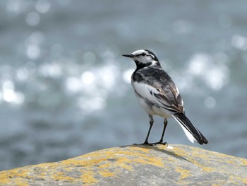 White Wagtail 長崎県 Tue, 4/16/2024