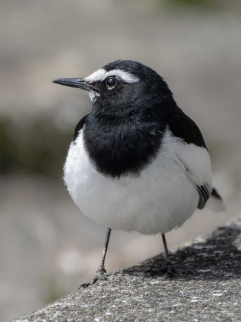 Japanese Wagtail 長崎県 Tue, 4/16/2024