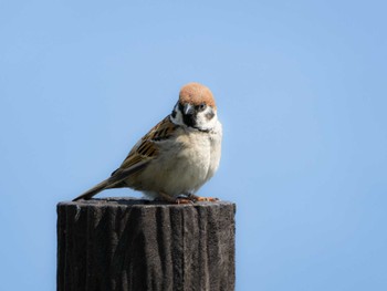 Eurasian Tree Sparrow 長崎県 Tue, 4/9/2024