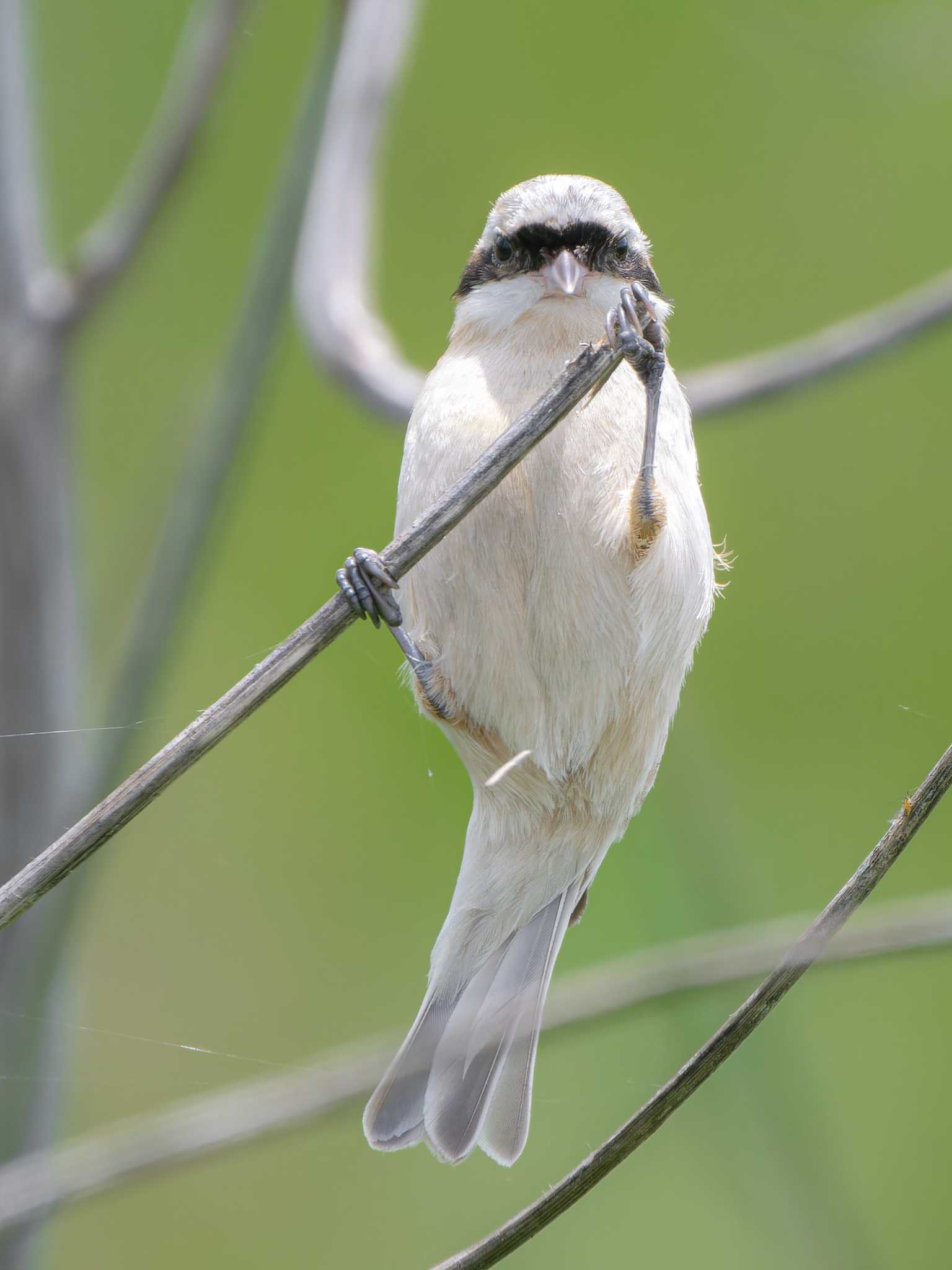 Photo of Chinese Penduline Tit at 長崎県 by ここは長崎