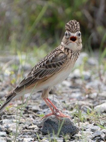 Eurasian Skylark 長崎県 Tue, 4/16/2024