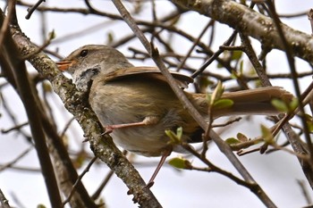 Japanese Bush Warbler 大蔵高丸 Mon, 4/29/2024