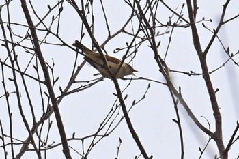 Sakhalin Leaf Warbler 大蔵高丸 Mon, 4/29/2024