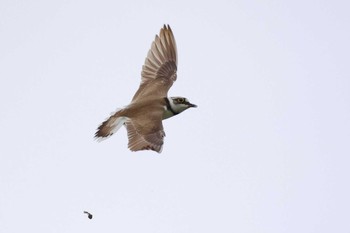 Little Ringed Plover 愛知県 Wed, 5/1/2024