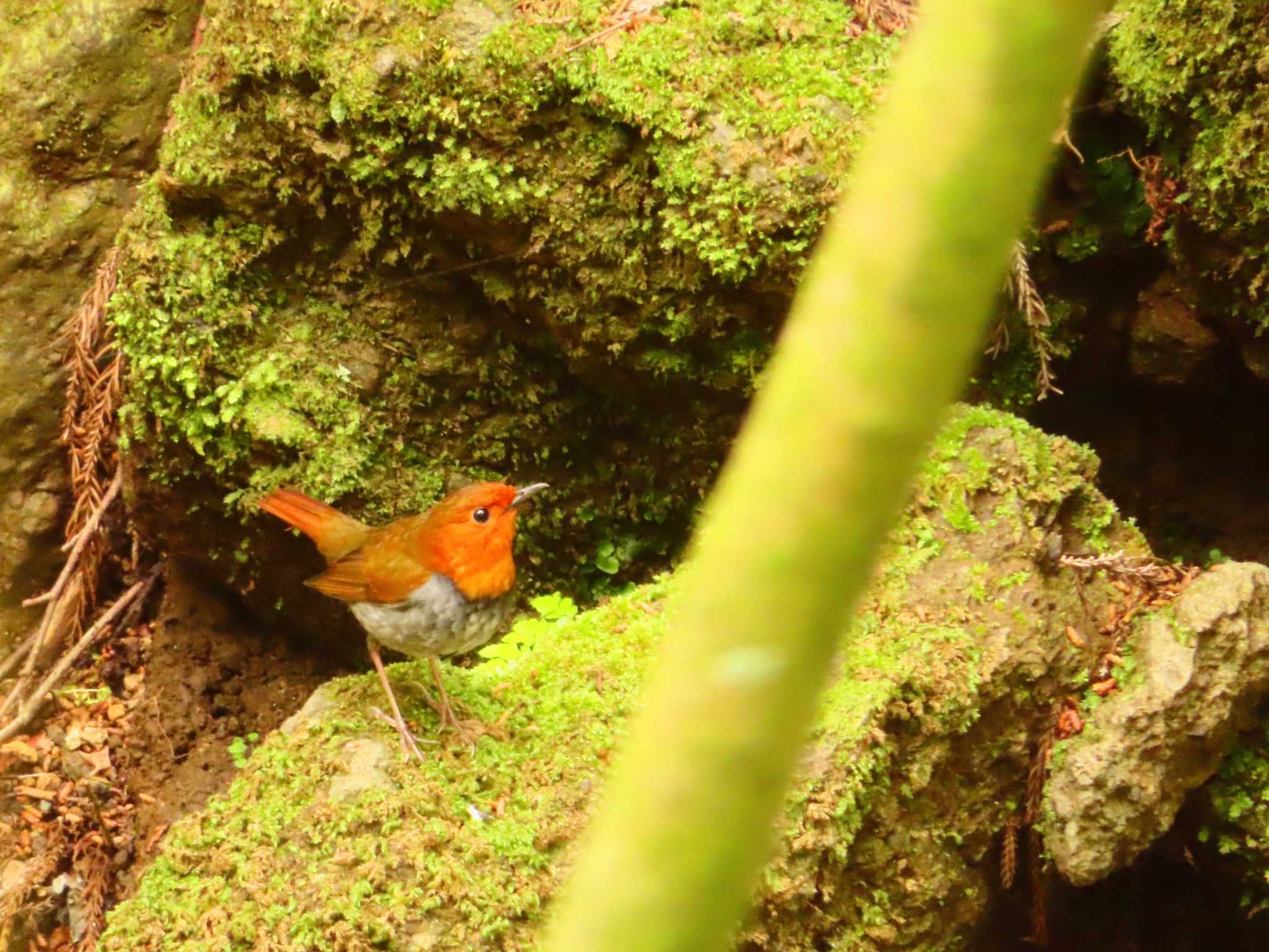 Japanese Robin